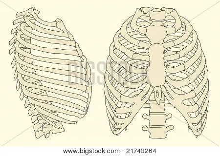 Tórax vectores, fotos e ilustraciones en stock | Bigstock Tórax vectores, fotos e ilustraciones en stock | Bigstock