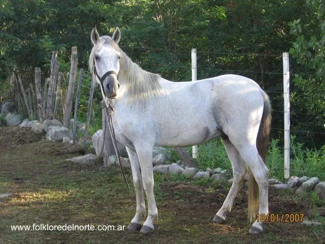 Caballo tordillo - Imagui