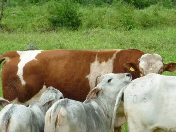 Toro Adulto Simmental Fleckvieh con hato cebú comercial - www ... Toro Adulto Simmental Fleckvieh con hato cebú comercial - www ...
