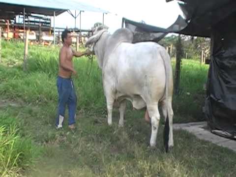TORO BRAHMAN - YouTube