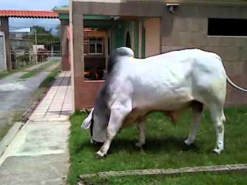 toro brahman - YouTube