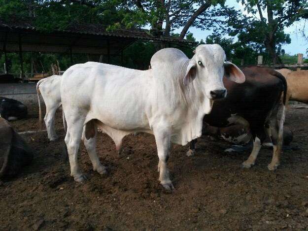 Toro braman - Cúcuta, Colombia - Animales / Mascotas Toro braman - Cúcuta, Colombia - Animales / Mascotas