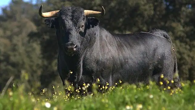 El toro bravo, guardián de la dehesa ibérica - ABC.es
