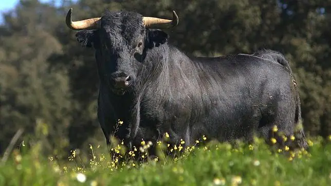 El toro bravo, guardián de la dehesa ibérica - ABC.es El toro bravo, guardián de la dehesa ibérica - ABC.es