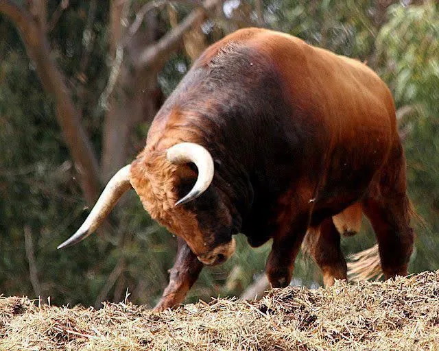 Toro Bravo - Origen e Historia | Arte y Apuntes y Monografias Toro Bravo - Origen e Historia | Arte y Apuntes y Monografias