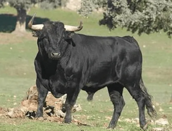 Toro Bravo - Origen e Historia | Arte y Apuntes y Monografias Toro Bravo - Origen e Historia | Arte y Apuntes y Monografias