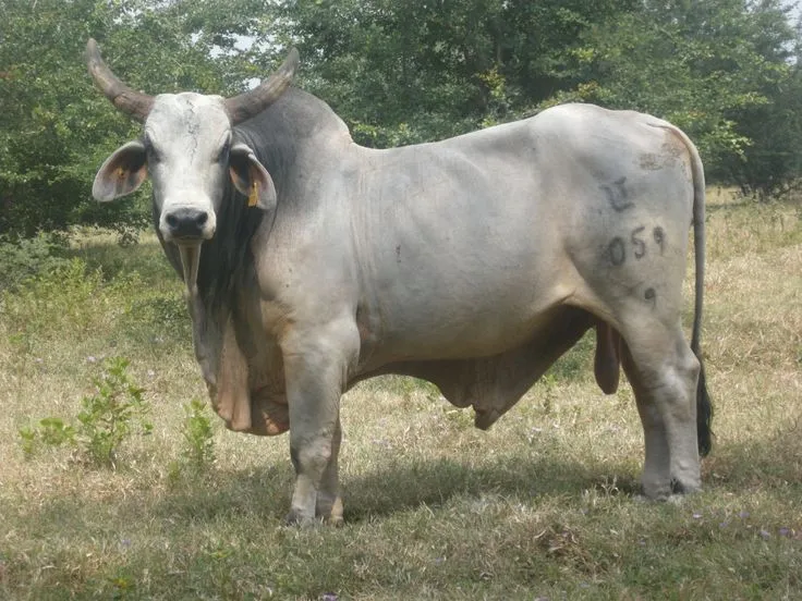 toro cebu | Animales | Pinterest | Cebu