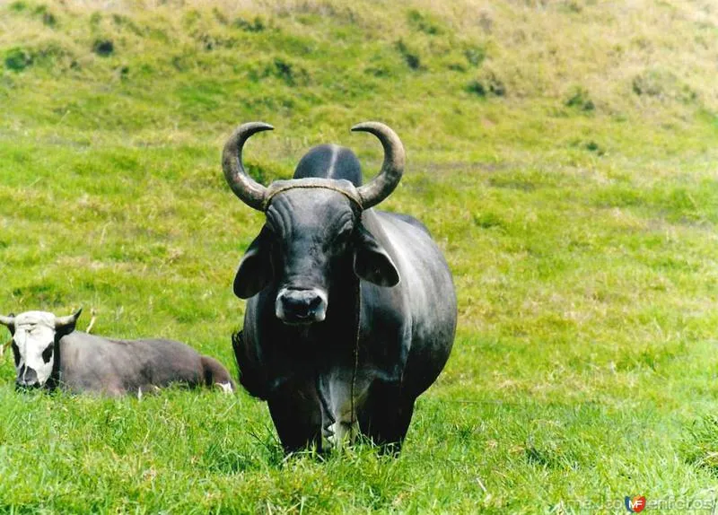 Toro Cebú - Coscomatepec, Veracruz (MX12182361277833) Toro Cebú - Coscomatepec, Veracruz (MX12182361277833)