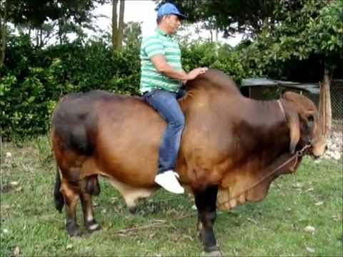 TORO CEBU PARA MONTAR - YouTube