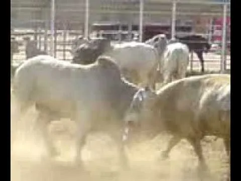 toro cebu vs charolais - YouTube