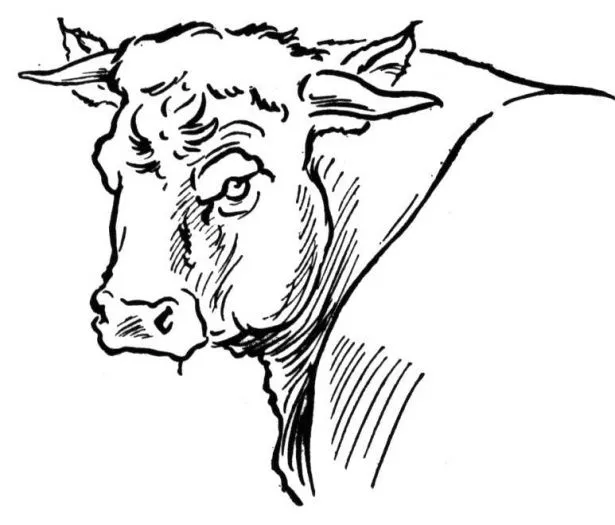Imagenes de toros para imprimir - Imagui