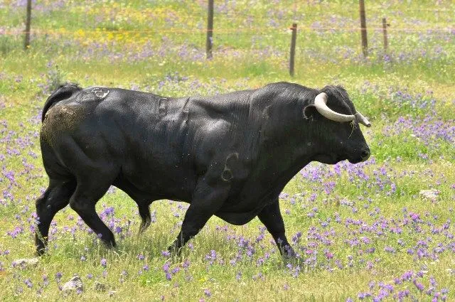 toro | La crónica verde