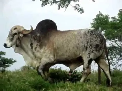 TORO GYR EMPEDRADO SALSIPUEDES - YouTube