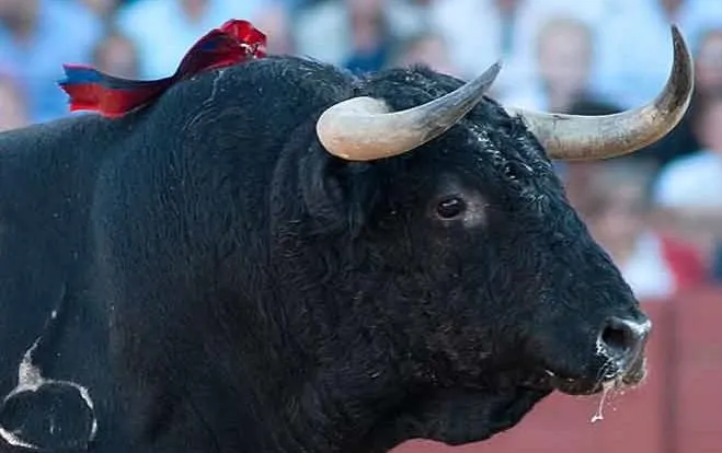 Toro de lidia dibujo - Imagui
