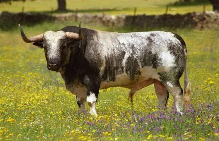 Toro de Lidia - Lista Contenido de Carpetas