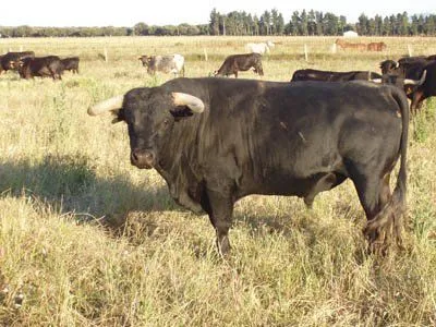 Toro de Lidia - Toro de lidia