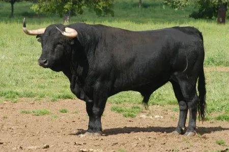Toro de Lidia - Toro de lidia