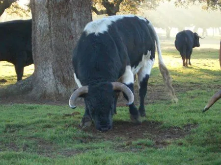 Toro de Lidia - Toro de lidia