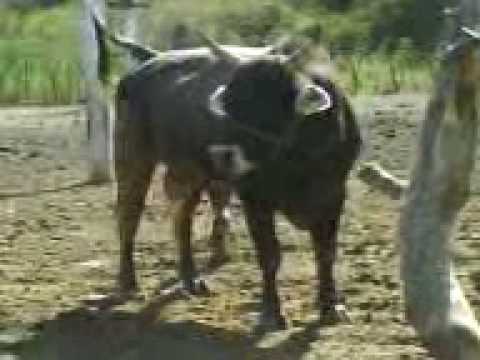 Toro suizo de pura raza - YouTube