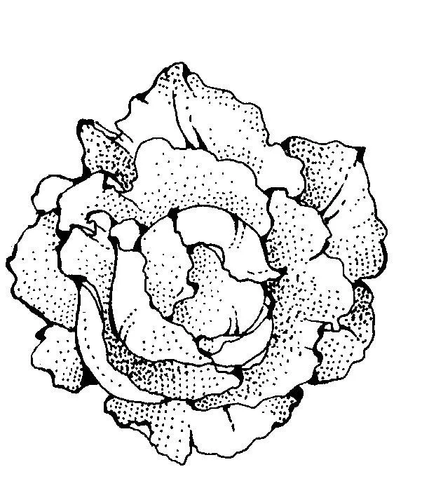 Toronja para colorear - Imagui