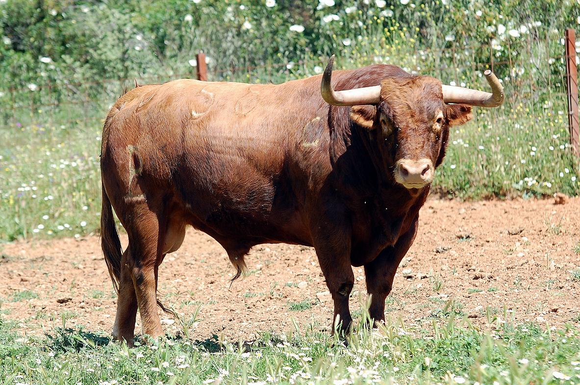 LOS TOROS CON AGUSTÍN HERVÁS.: EL DESTINO DE LAS CABEZAS DE CAMADAS LOS TOROS CON AGUSTÍN HERVÁS.: EL DESTINO DE LAS CABEZAS DE CAMADAS