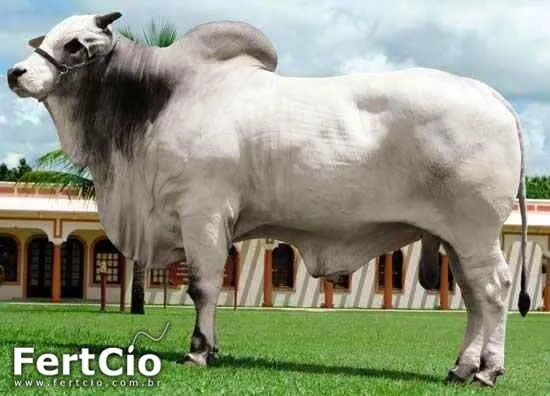 TOROS CEBU - Imagui