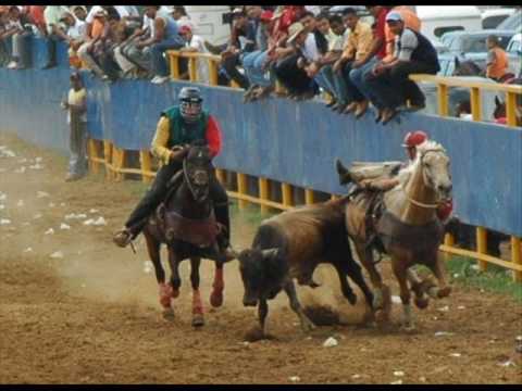 toros coleados (recopilacion) - YouTube