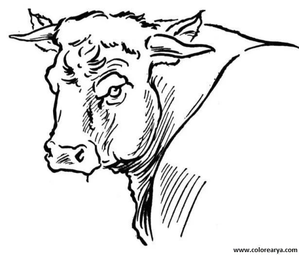 Dibujos para pintar toros - Imagui
