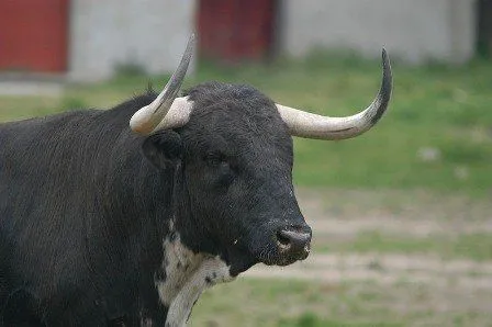 Toro de Lidia - Toro de lidia