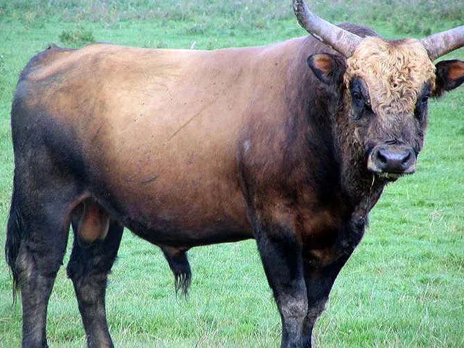 Los toros nazis, supervivientes de los juegos genéticos de Hitler ... Los toros nazis, supervivientes de los juegos genéticos de Hitler ...