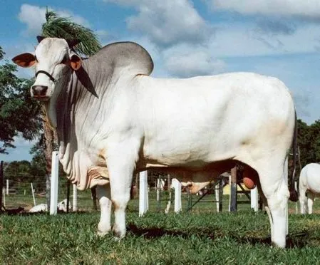 Toros nelore - Imagui