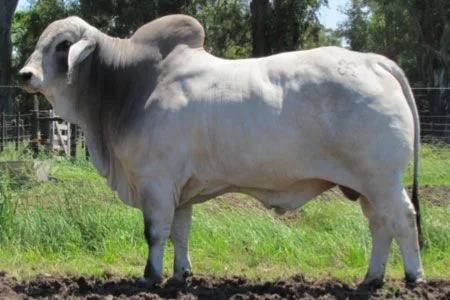 Imagenes de toros braman - Imagui