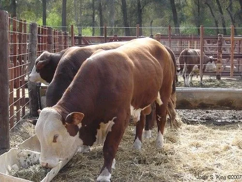 Razas toros - Imagui