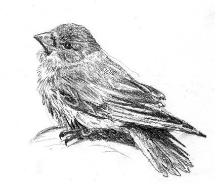 Dibujo a lapiz de pajaritos - Imagui