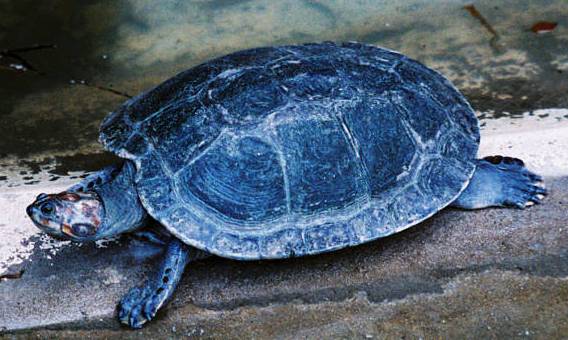 Inaugurado refugio para tortuga Arrau en el Orinoco