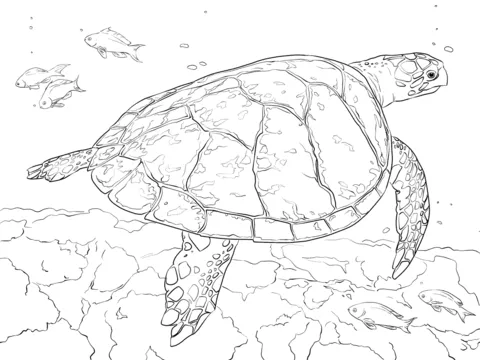 Tortuga Carey Realista dibujo para colorear | SuperColoring.com Tortuga Carey Realista dibujo para colorear | SuperColoring.com