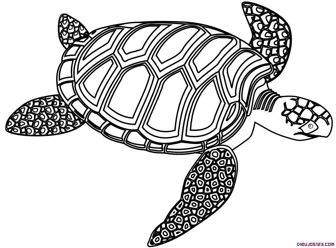 Tortuga del Caribe para colorear