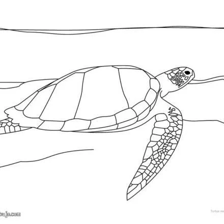 Tortuga : Dibujos para colorear y pintar, Juegos divertidos ... Tortuga : Dibujos para colorear y pintar, Juegos divertidos ...