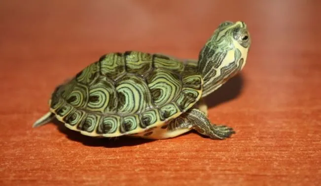 La tortuga japonesa