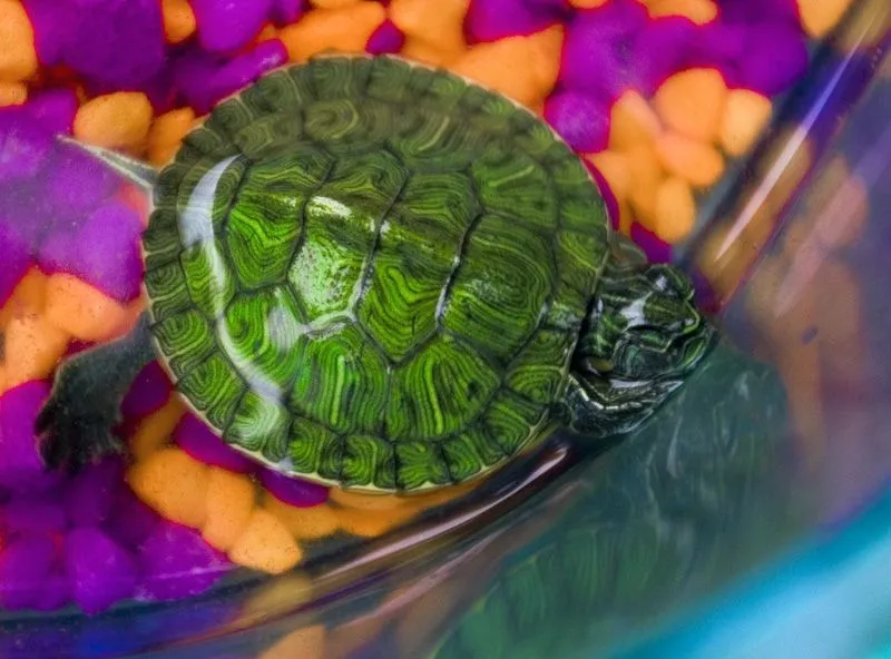 tortuga japonesa by ~ladyjanie on deviantART tortuga japonesa by ~ladyjanie on deviantART