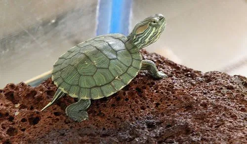 TORTUGA JAPONESA