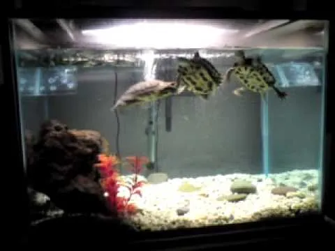 Tortuga Japonesa on Veengle