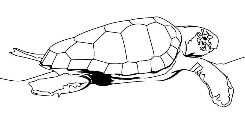 Tortuga marina para colorear - Imagui