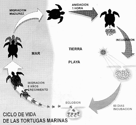 LA TORTUGA MARINA – MARINE TURTLE | Los Animales Acuáticos- The ...