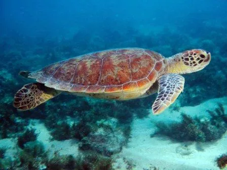 TORTUGAMARINAPEDIA » Tortuga marina. Enciclopedia Experta