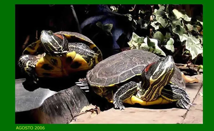 Tortugas de agua dulce, reptiles anfibios.