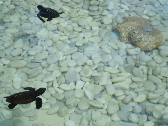 Tortugas Bebes: fotografía de Projeto Tamar, Praia do Forte ... Tortugas Bebes: fotografía de Projeto Tamar, Praia do Forte ...