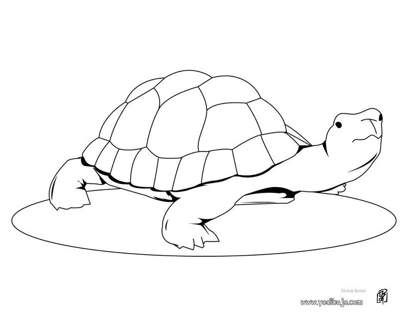 Tortugas para colorear | Dibujos para colorear Tortugas para colorear | Dibujos para colorear