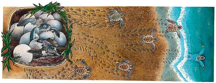 Las tortugas de mar