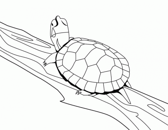 Tortugas-para-colorear-online- ...